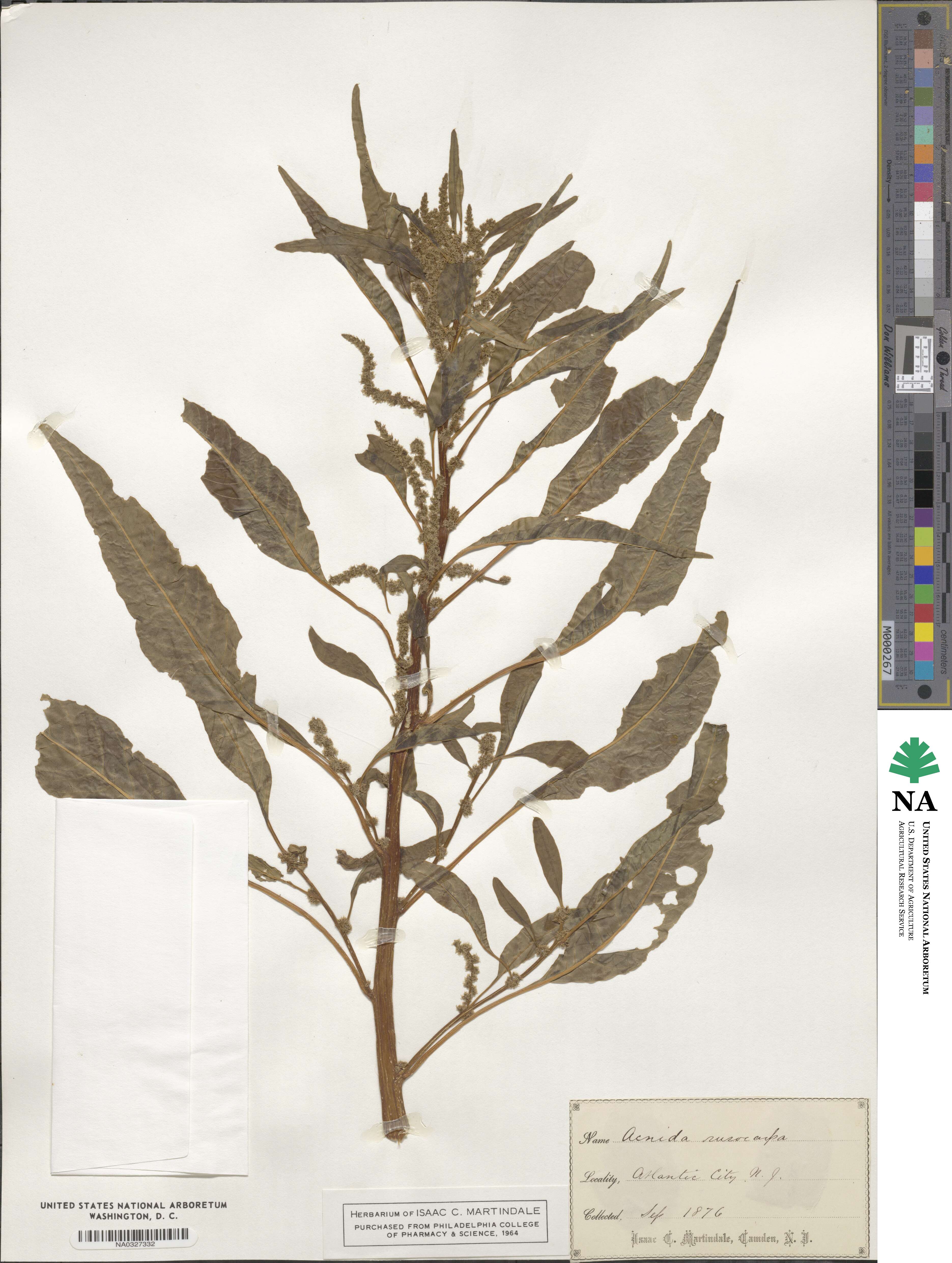 Amaranthus cannabinus image