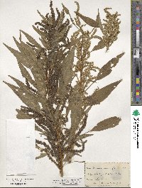 Amaranthus cannabinus image