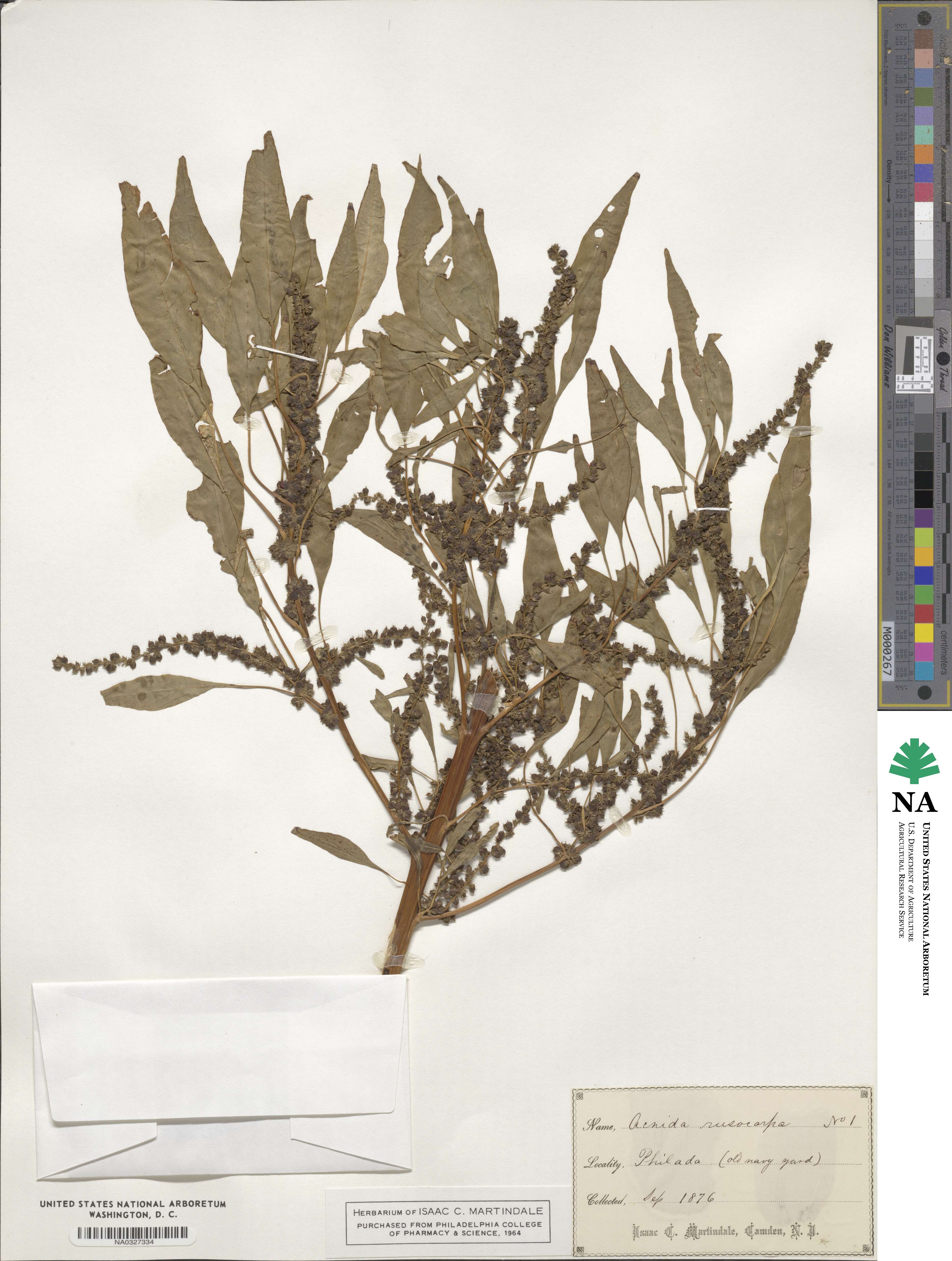 Amaranthus cannabinus image