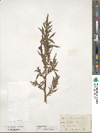 Amaranthus cannabinus image