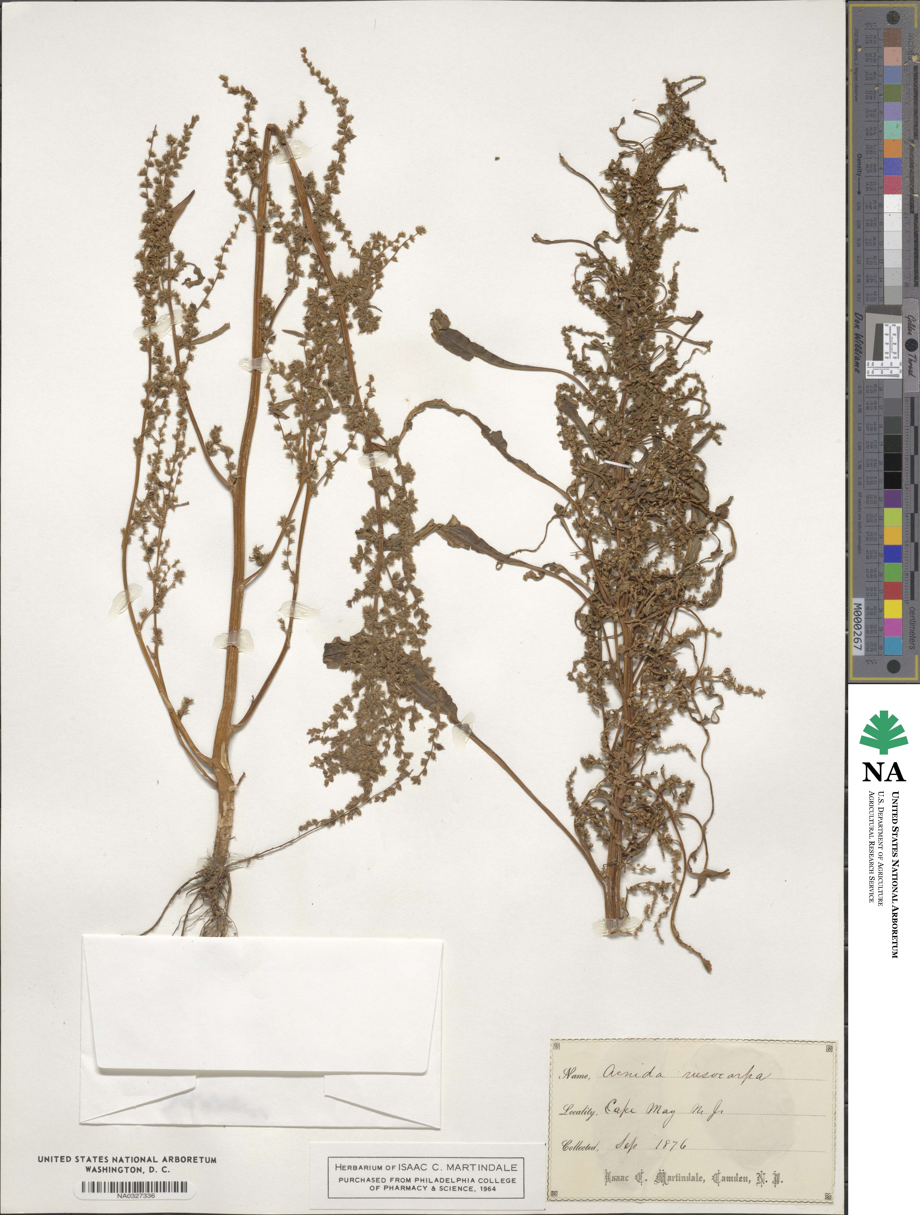 Amaranthus cannabinus image