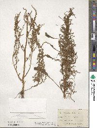 Amaranthus cannabinus image