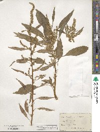 Amaranthus cannabinus image