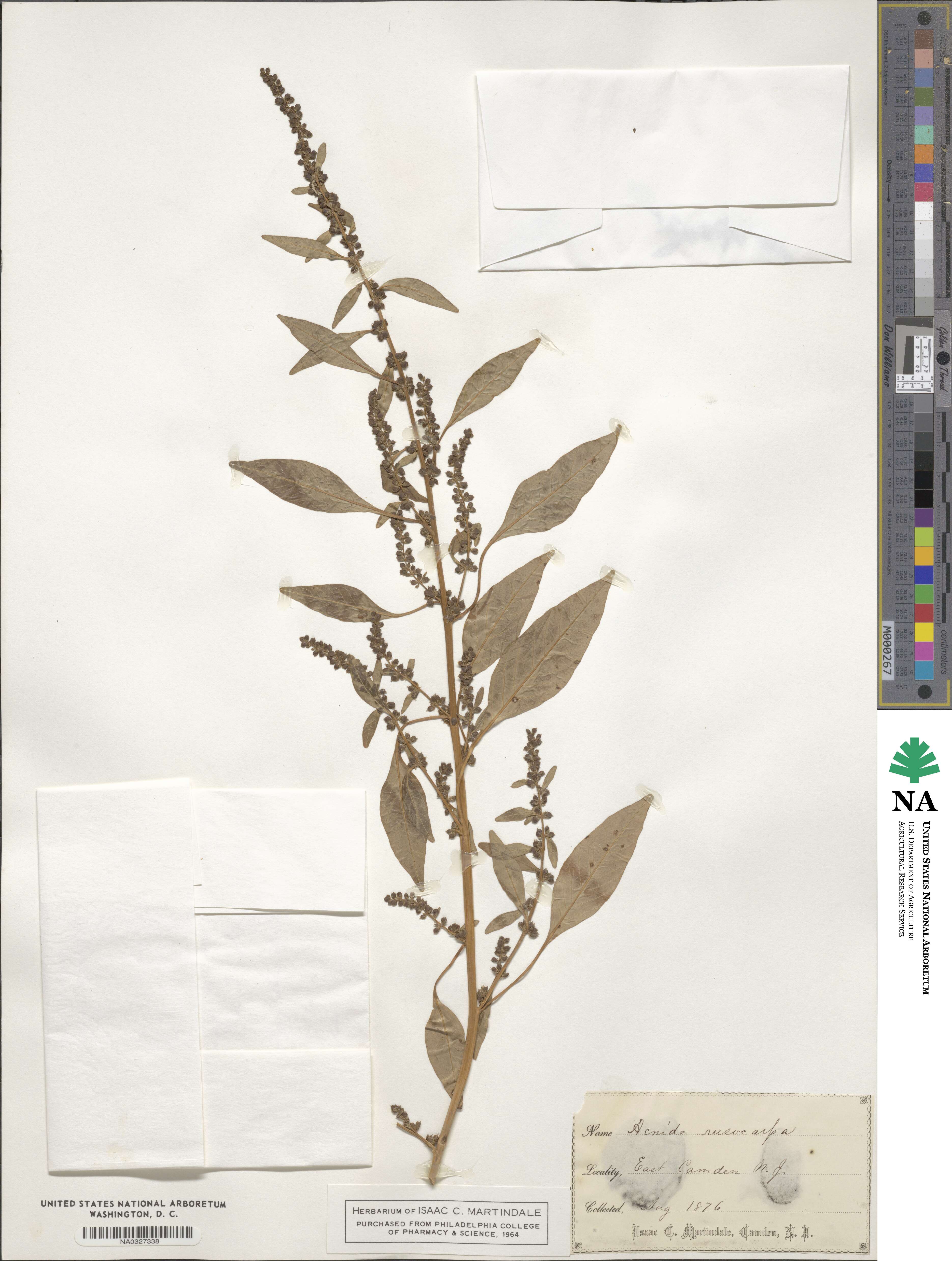 Amaranthus cannabinus image