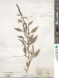 Amaranthus cannabinus image