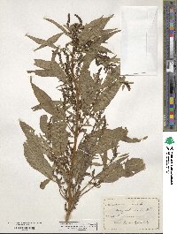 Amaranthus cannabinus image