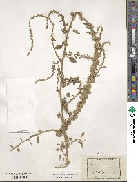 Amaranthus tuberculatus image