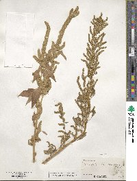 Amaranthus tuberculatus image