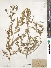 Amaranthus tuberculatus image