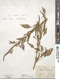 Amaranthus tuberculatus image