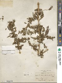 Amaranthus tuberculatus image