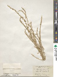 Amaranthus tuberculatus image