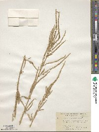 Amaranthus tuberculatus image