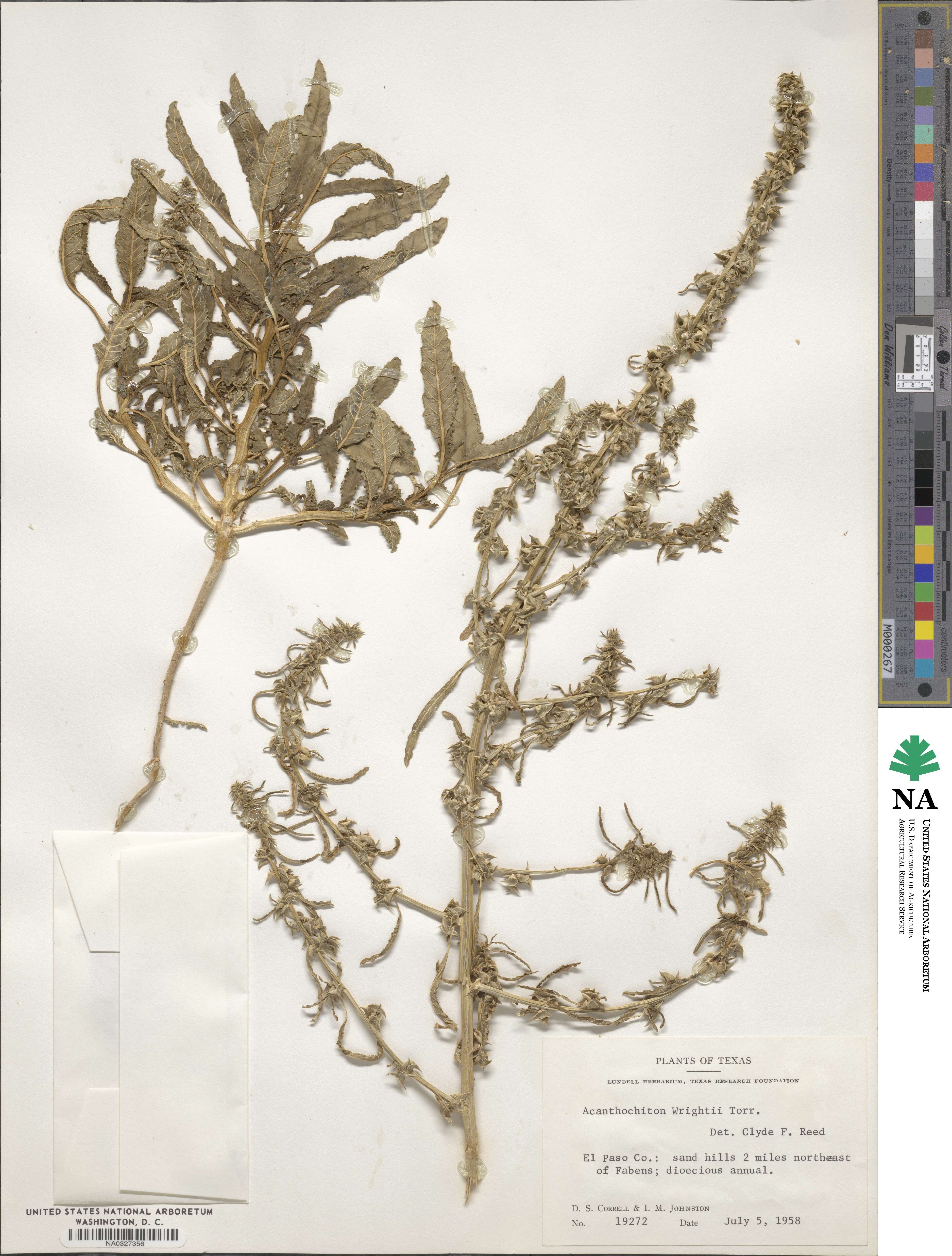 Amaranthus acanthochiton image