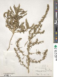 Amaranthus acanthochiton image