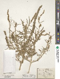 Amaranthus acanthochiton image