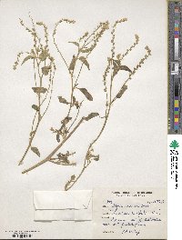 Digera muricata subsp. muricata image