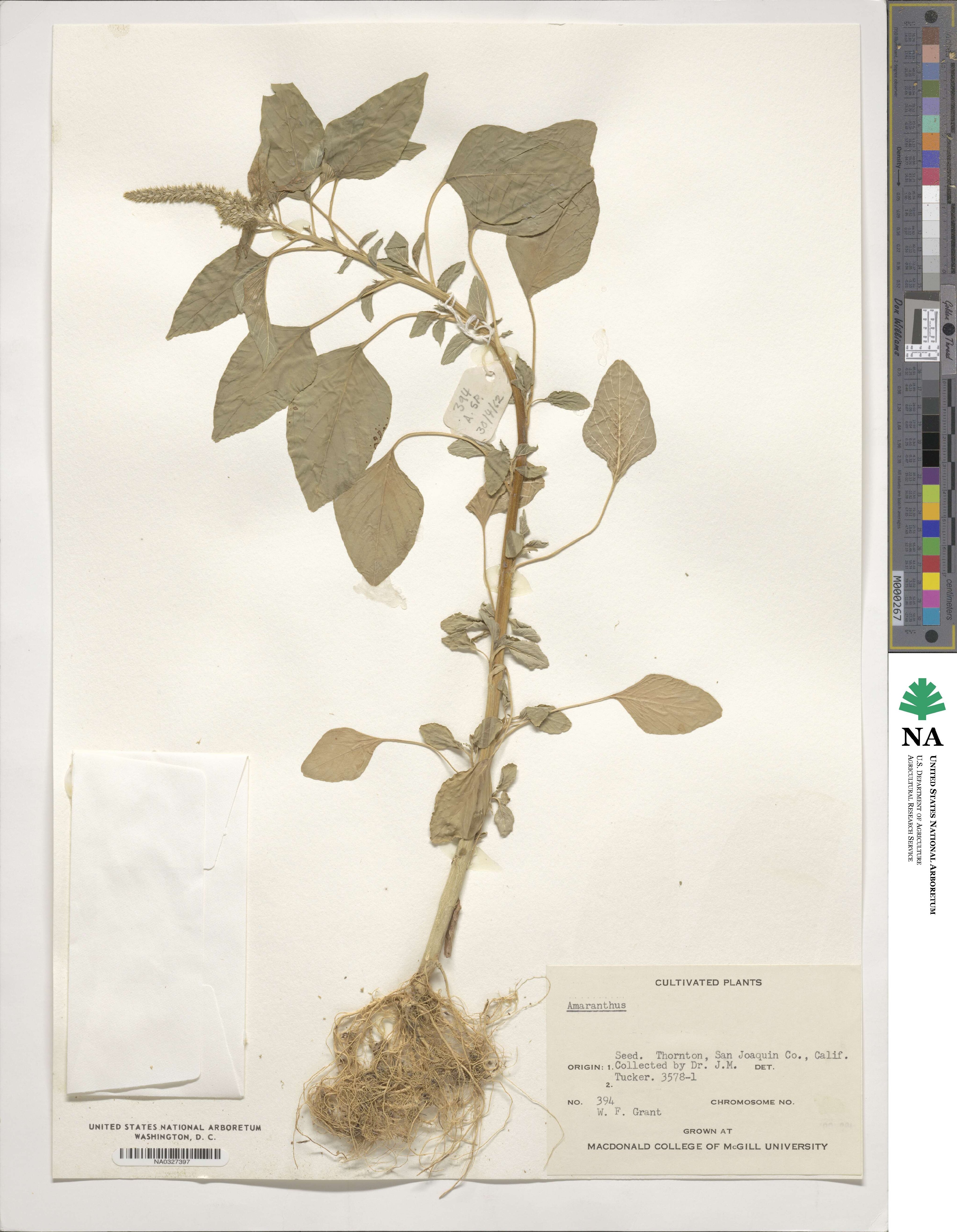 Amaranthus image