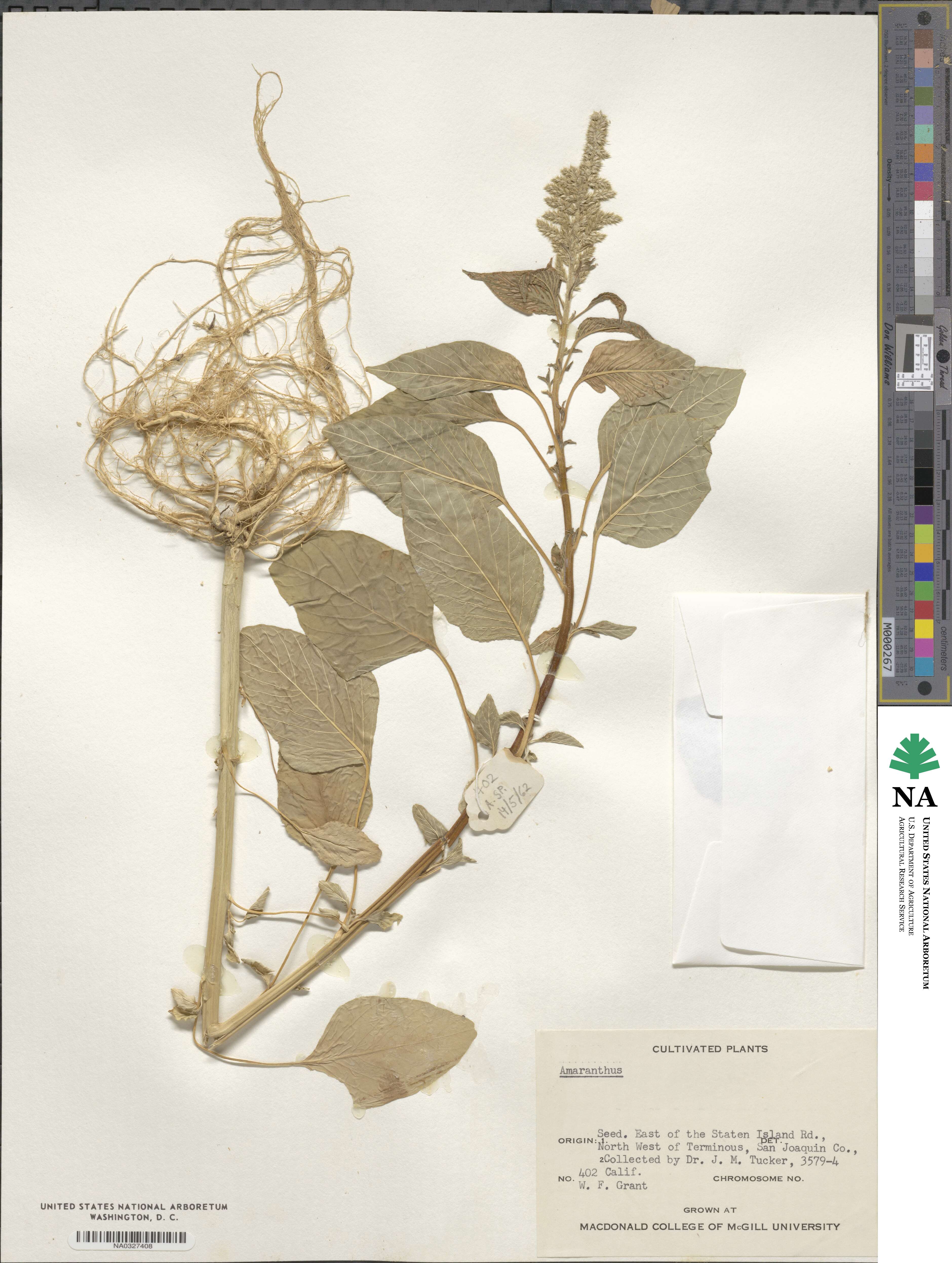 Amaranthus image