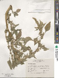 Amaranthus tricolor image