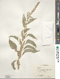 Amaranthus tricolor image