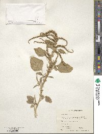 Amaranthus viridis image