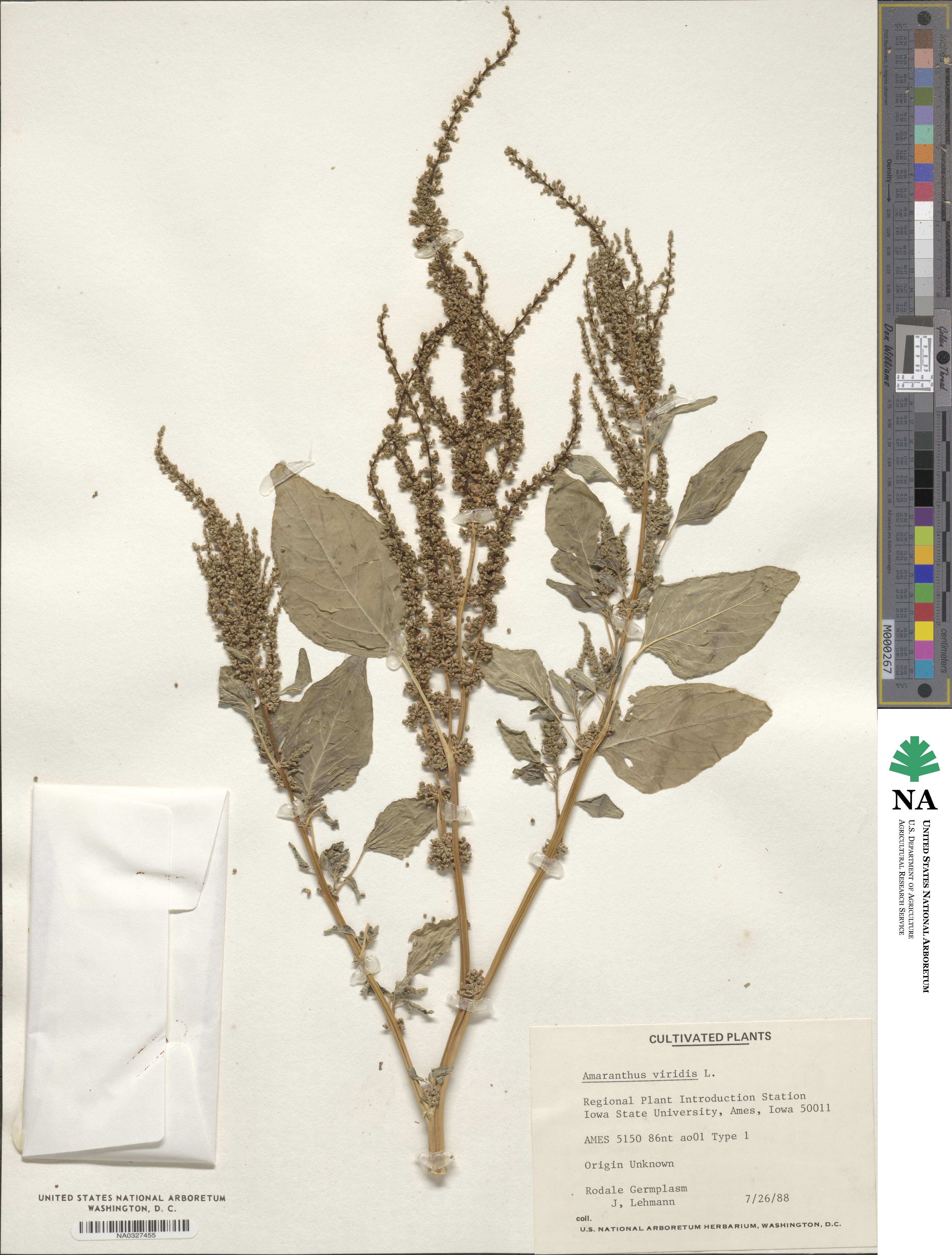 Amaranthus viridis image