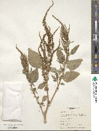 Amaranthus viridis image