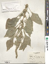 Amaranthus tricolor image