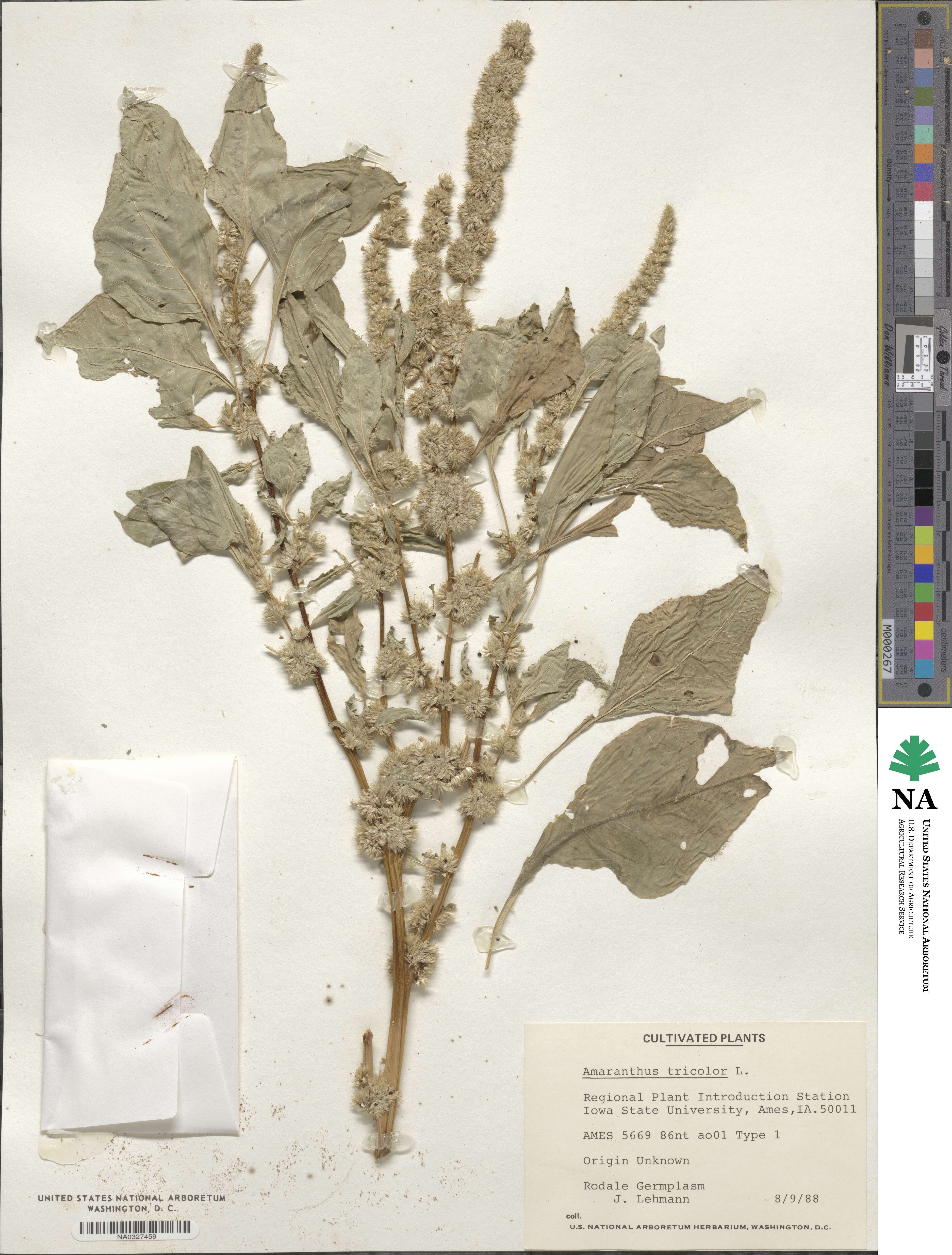 Amaranthus tricolor image
