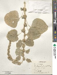 Amaranthus tricolor image