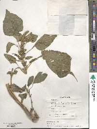 Amaranthus tricolor image