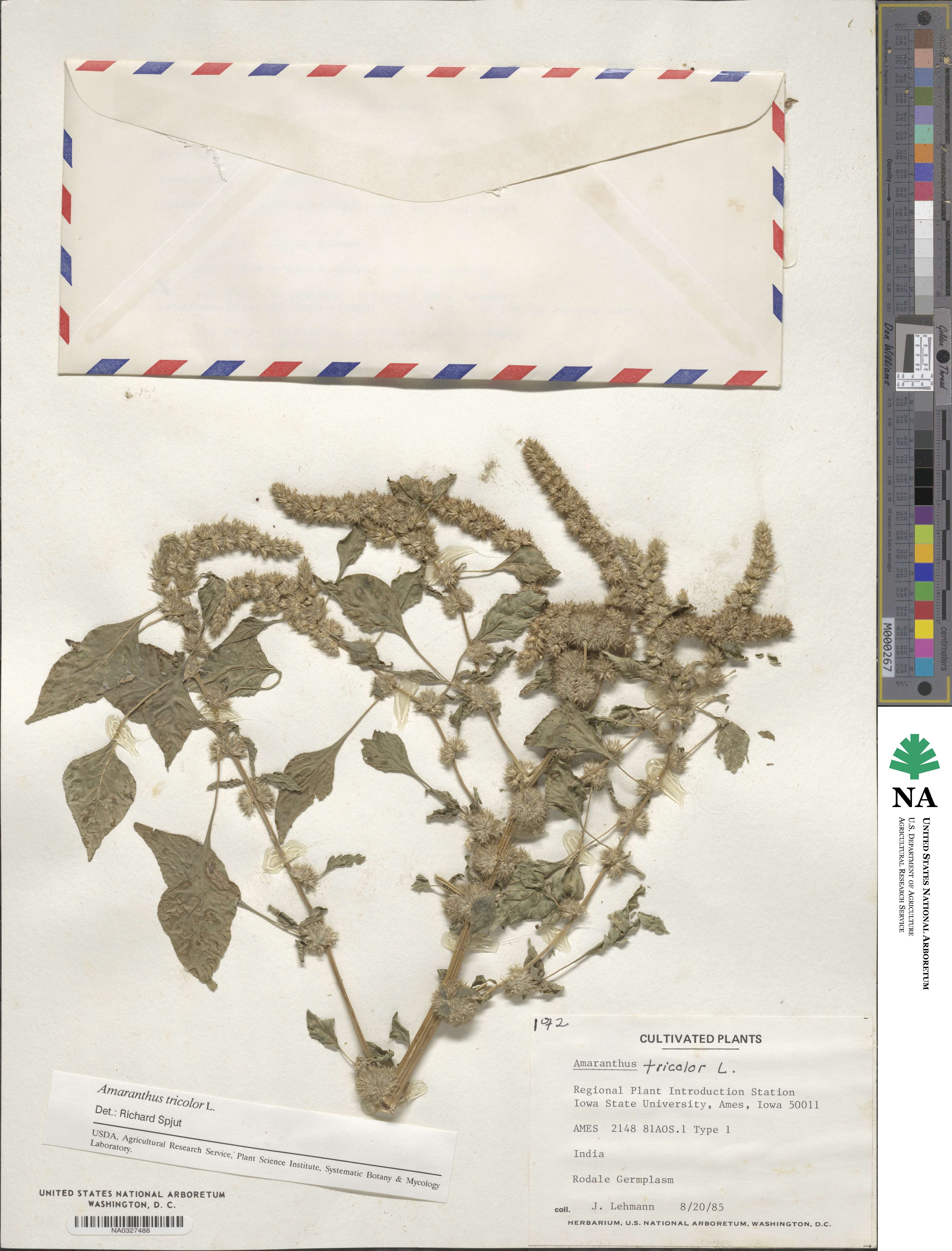 Amaranthus tricolor image