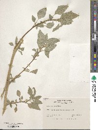 Amaranthus retroflexus image