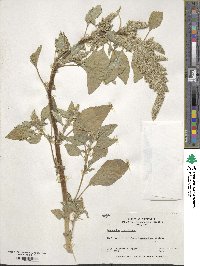 Amaranthus retroflexus image