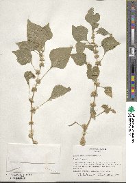 Amaranthus retroflexus image