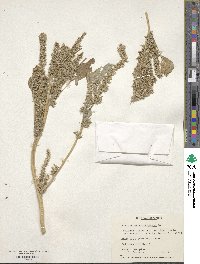 Amaranthus retroflexus image