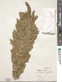 Amaranthus retroflexus image