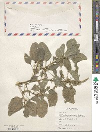 Amaranthus spinosus image