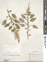 Amaranthus spinosus image