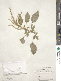 Amaranthus spinosus image