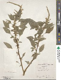 Amaranthus spinosus image