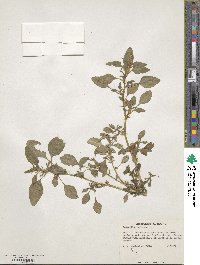 Amaranthus spinosus image