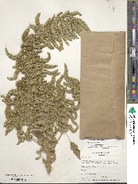 Amaranthus retroflexus image