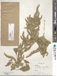 Amaranthus retroflexus image