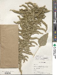 Amaranthus retroflexus image