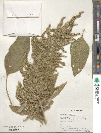 Amaranthus retroflexus image