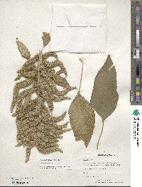 Amaranthus retroflexus image