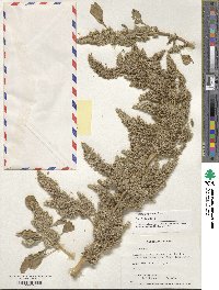 Amaranthus retroflexus image