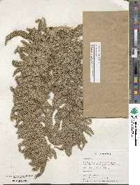 Amaranthus retroflexus image